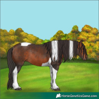 Horse Color:Brown Tobiano Rabicano 