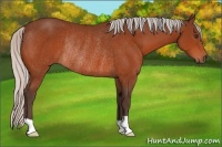 Horse Color:Silver Brown Rabicano 