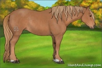 Horse Color:Chestnut Rabicano 
