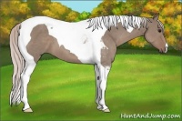 Horse Color:Silver Grullo Tobiano 