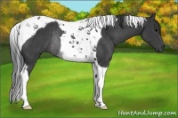 Horse Color:Black Tobiano Rabicano 