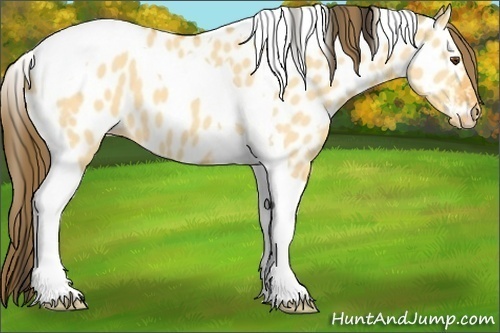 Horse Color:Buckskin Dun Tobiano Appaloosa 