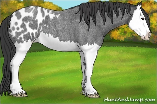 Horse Color:Blue Roan Splash Appaloosa 
