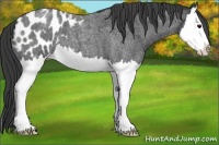Horse Color:Blue Roan Splash Appaloosa