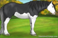 Horse Color:Black Splash