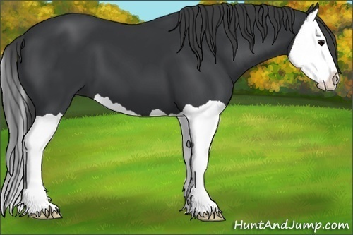 Horse Color:Black Splash 
