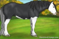 Horse Color:Black Splash
