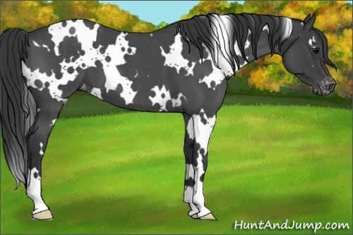 Horse Color:White Spotted Blue Roan Appaloosa 