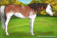 Horse Color:White Spotted Bay Splash Rabicano