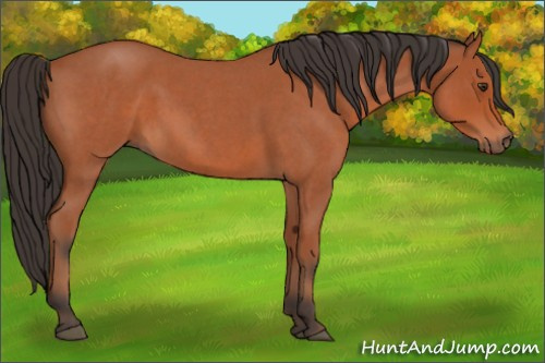 Horse Color:Bay Roan 