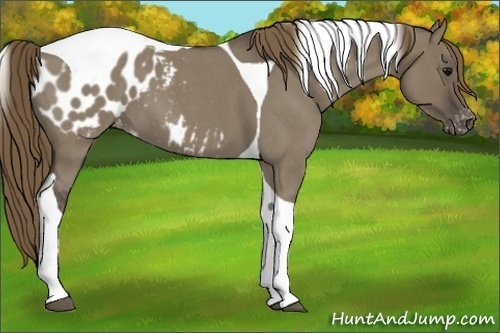 Horse Color:Smoky Grullo Roan Tobiano Blanket