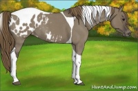 Horse Color:Smoky Grullo Roan Tobiano Blanket 