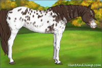 Horse Color:White Spotted Liver Chestnut Appaloosa 