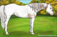 Horse Color:White Spotted Silver Brown Ice Dun Splash Appaloosa Rabicano
