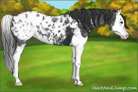 Horse Color:Black Sabino Splash Appaloosa 