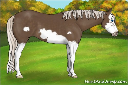 Horse Color:Silver Smoky Black Splash Frame 