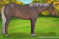 Horse Color:Silver Blue Roan 