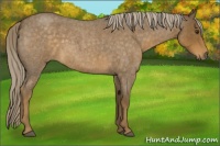 Horse Color:Chocolate Palomino Roan 