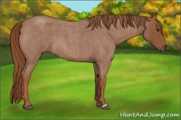 Horse Color:Red Roan 