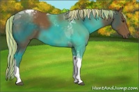 Horse Color:Painted Chocolate Palomino Tobiano 