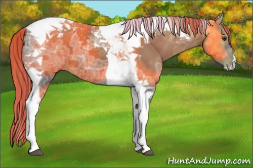 Horse Color:Painted Liver Chestnut Ice Tobiano 