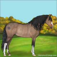Horse Color:Brown Dun Rabicano