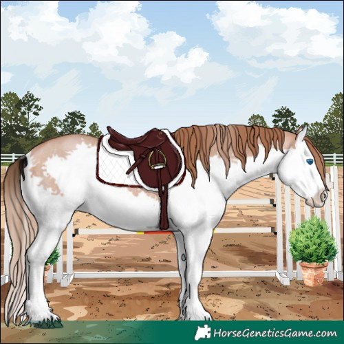Horse Color:Bay Pearl Splash 