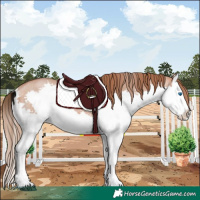 Horse Color:Bay Pearl Splash