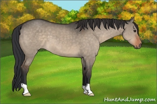 Horse Color:Brown Dun