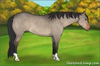 Horse Color:Brown Dun
