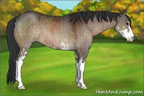 Horse Color:Brown Dun Sabino Brindle