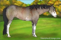 Horse Color:Brown Dun Sabino Brindle 