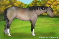 Horse Color:Brown Dun 