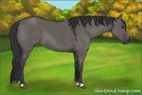 Horse Color:Grullo