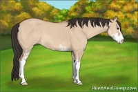 Horse Color:Brown Dun Sabino 