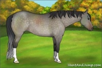 Horse Color:Brown Dun 