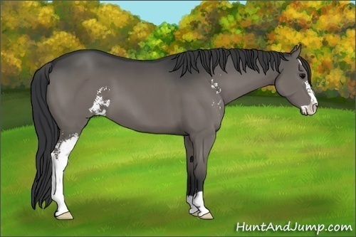 Horse Color:Grullo Sabino Brindle 