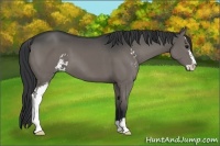 Horse Color:Grullo Sabino Brindle