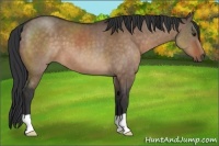 Horse Color:Brown Dun