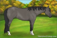 Horse Color:Grullo
