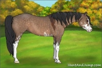 Horse Color:Brown Dun Sabino 