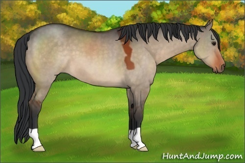 Horse Color:Brown Dun