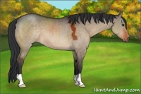 Horse Color:Brown Dun