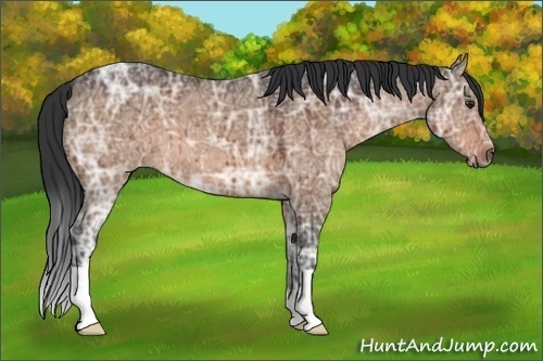 Horse Color:Brown Ice Dun Brindle 