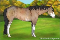 Horse Color:Brown Dun Sabino Brindle 