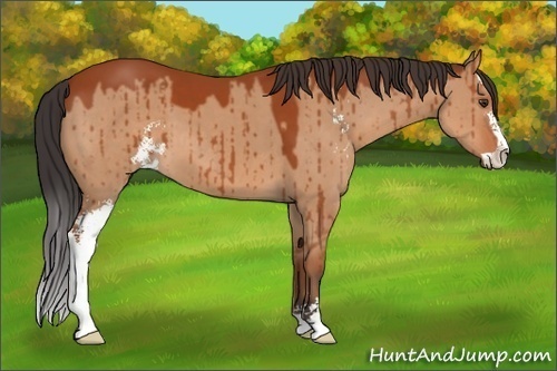 Horse Color:Brown Dun Sabino Brindle