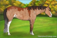 Horse Color:Brown Dun Sabino Brindle