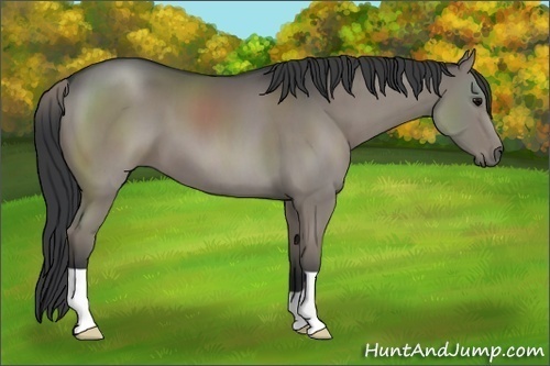 Horse Color:Grullo Brindle