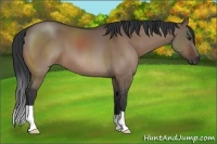 Horse Color:Brown Dun 