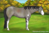 Horse Color:Grullo Sabino 